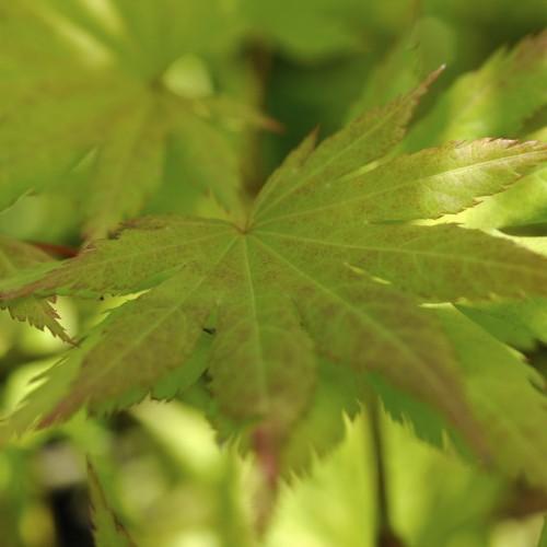 green-pink leaves growing on green-colored stems.