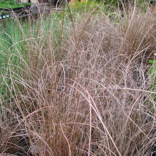 Red-brown leaves on brown stems.