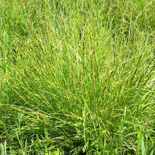 Green foliage and leaves.