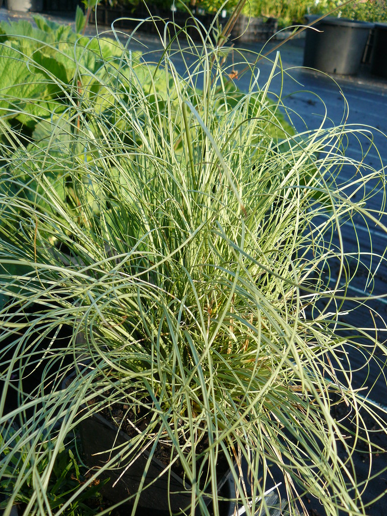 Silver-green leaves.