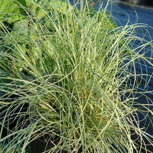Silver-green leaves.