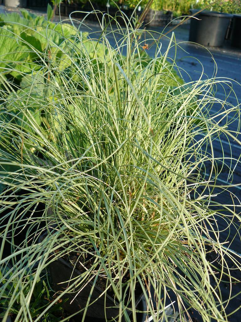 Silver-green leaves.