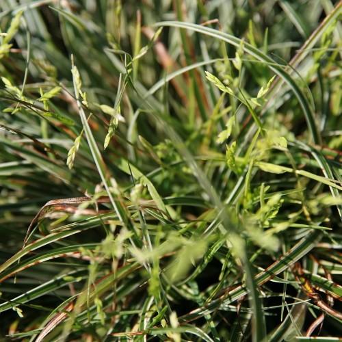 green foliage, with leaves.