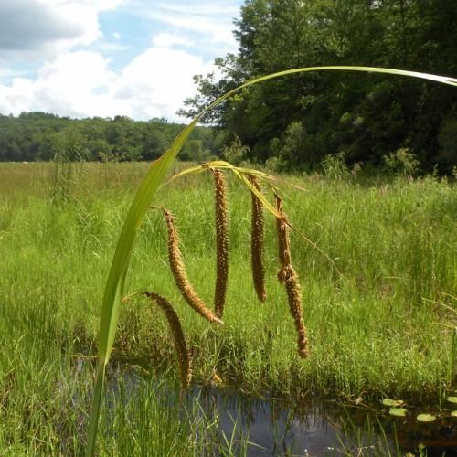 Beige-brown foliage with green stem and leaves.