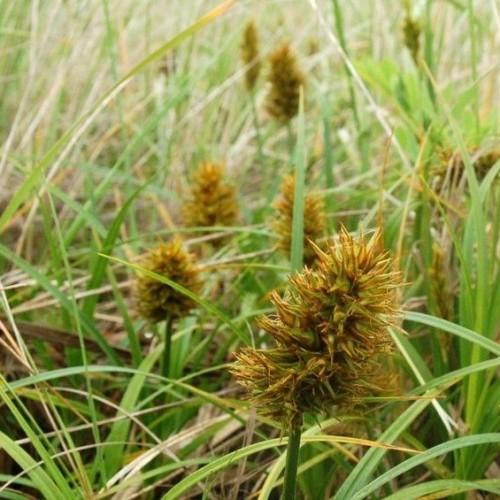 Gold-brown spikelet, green stems and yellow green leaves.