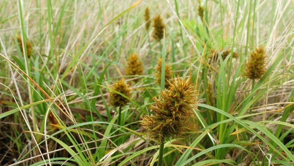 Gold-brown spikelet, green stems and yellow green leaves.