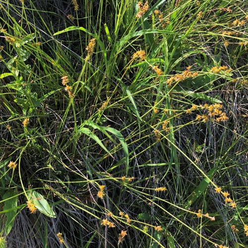 Yellow-orange flower with green leaves and lime stems.