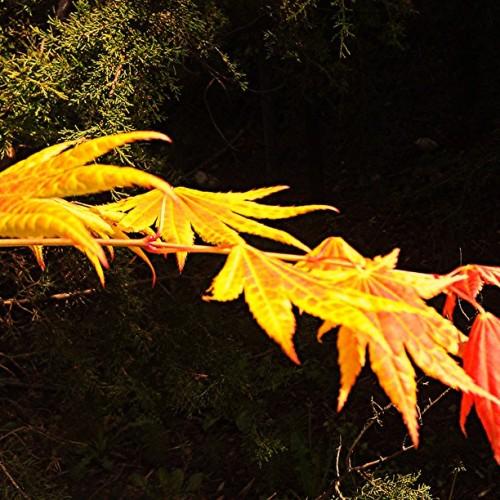 A yellow-pink stem filled with yellow-orange leaves.