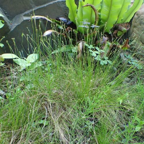 Green buds, stems and leaves.