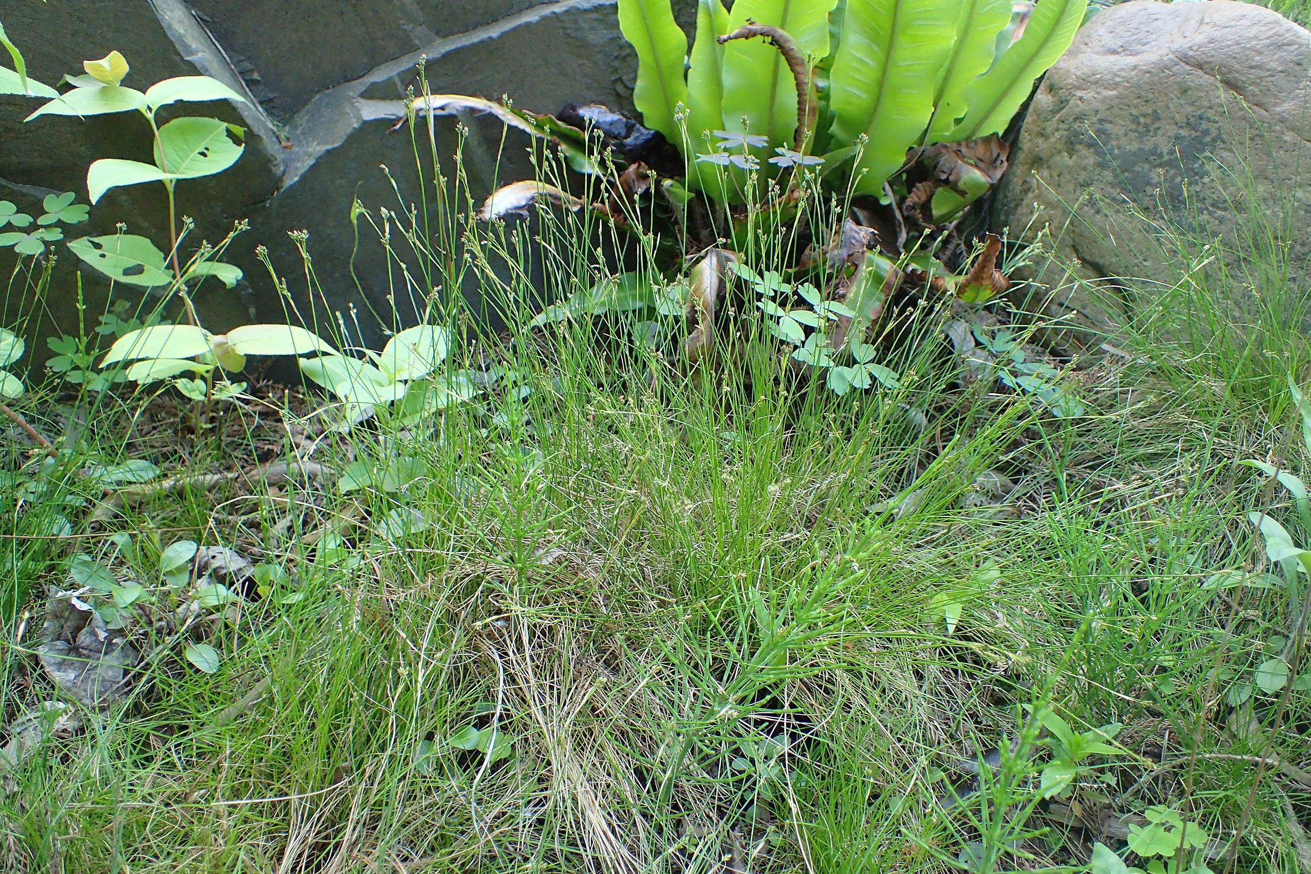 Green buds, stems and leaves.