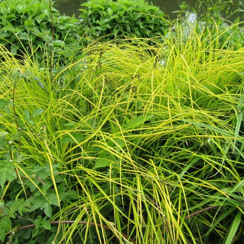 Lime-yellow leaves.