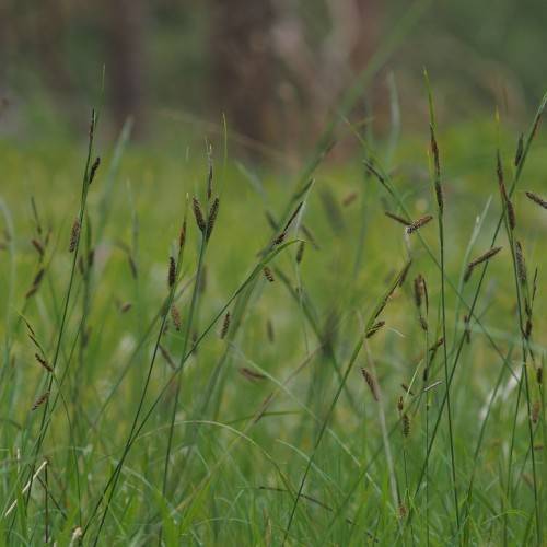 Green leaves and brown flowers arranged on top of the green stems.