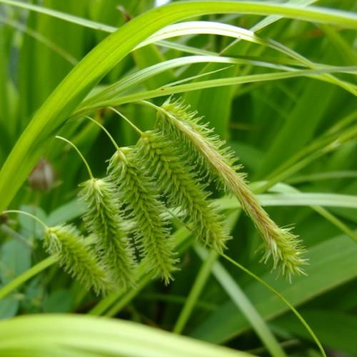 Lime spikelet with stems, lime leaves