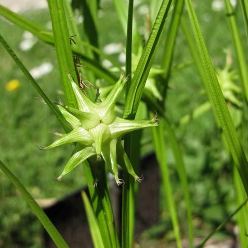 Lime-white foliage with spikelets, green leaves and stems.