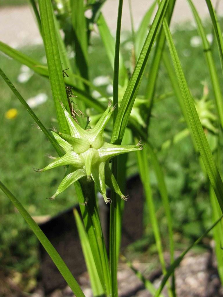 Lime-white foliage with spikelets, green leaves and stems.