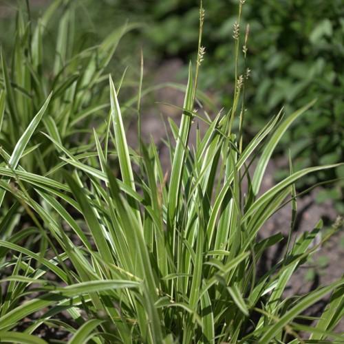 White-brown flower with dark-green stems, green-yellow leaves with yellow blades.