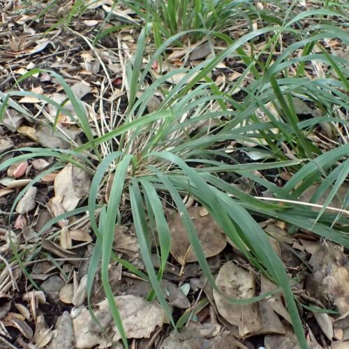 Dark green leaves.