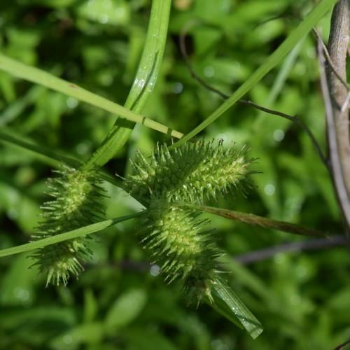 Lime spikelet, green leaves and brown stems.