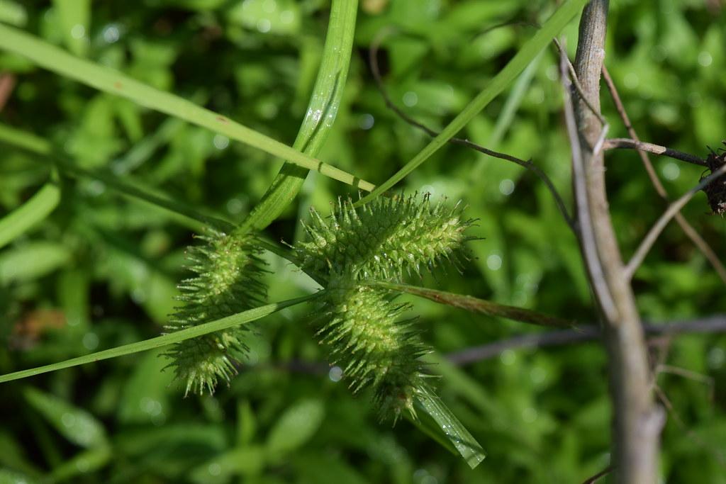 Lime spikelet, green leaves and brown stems.