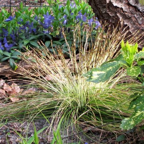 green-cream foliage
