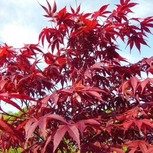 Maple-shaped, red color leaves engraved with tiny red veins spreading throughout on light-brown stems.  
