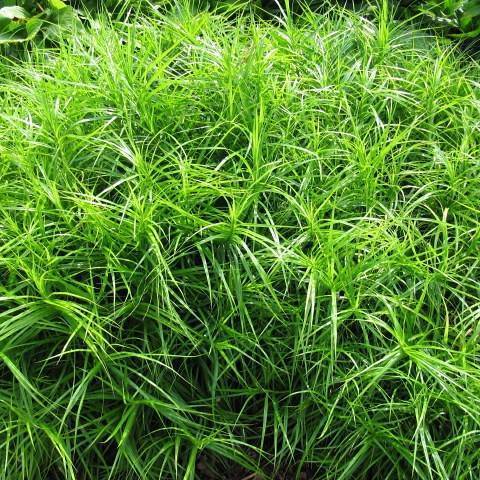 Green leaves on green stems.