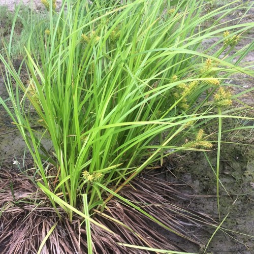 Yellow flower with needles, lime stems and leaves.