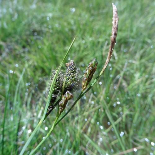 lime-brown spikelet, lime-yellow leaves and stems.