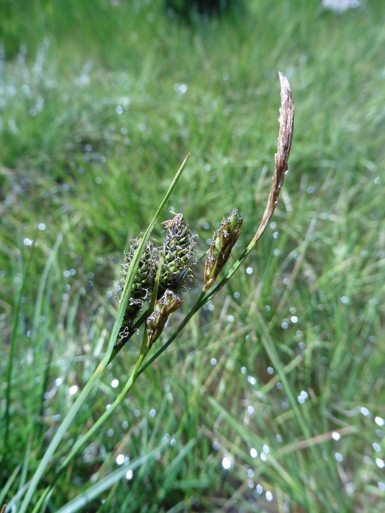lime-brown spikelet, lime-yellow leaves and stems.