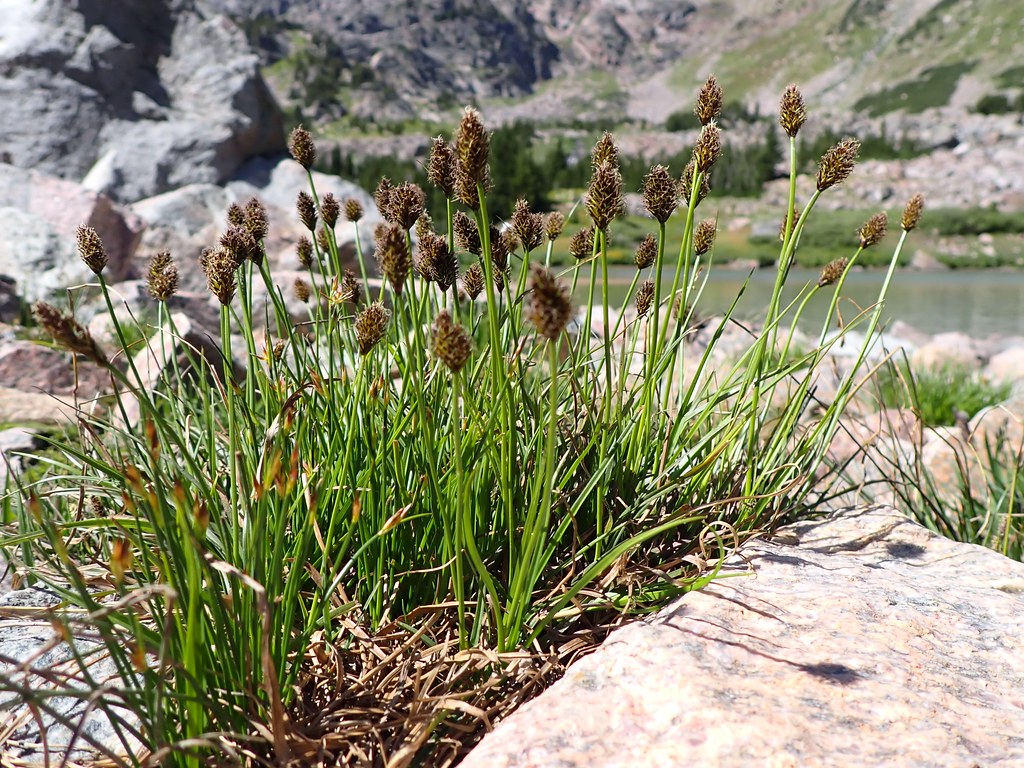 Dark-green leaves and brown seedhead.