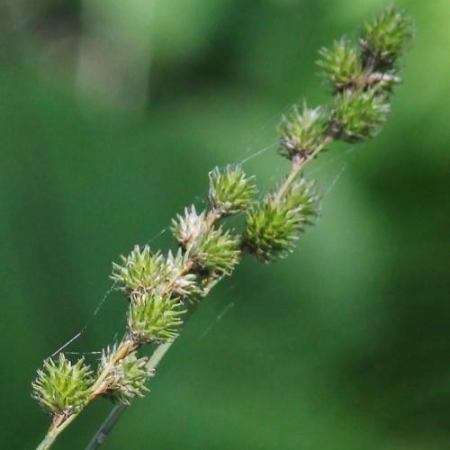 Lime-beige spikelet with beige stems.
.