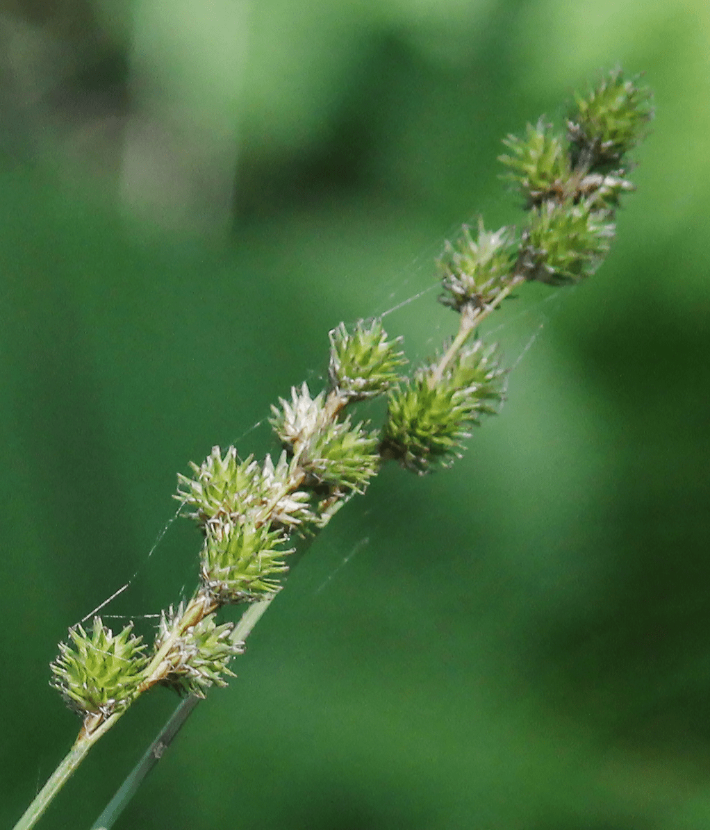 Lime-beige spikelet with beige stems.
.