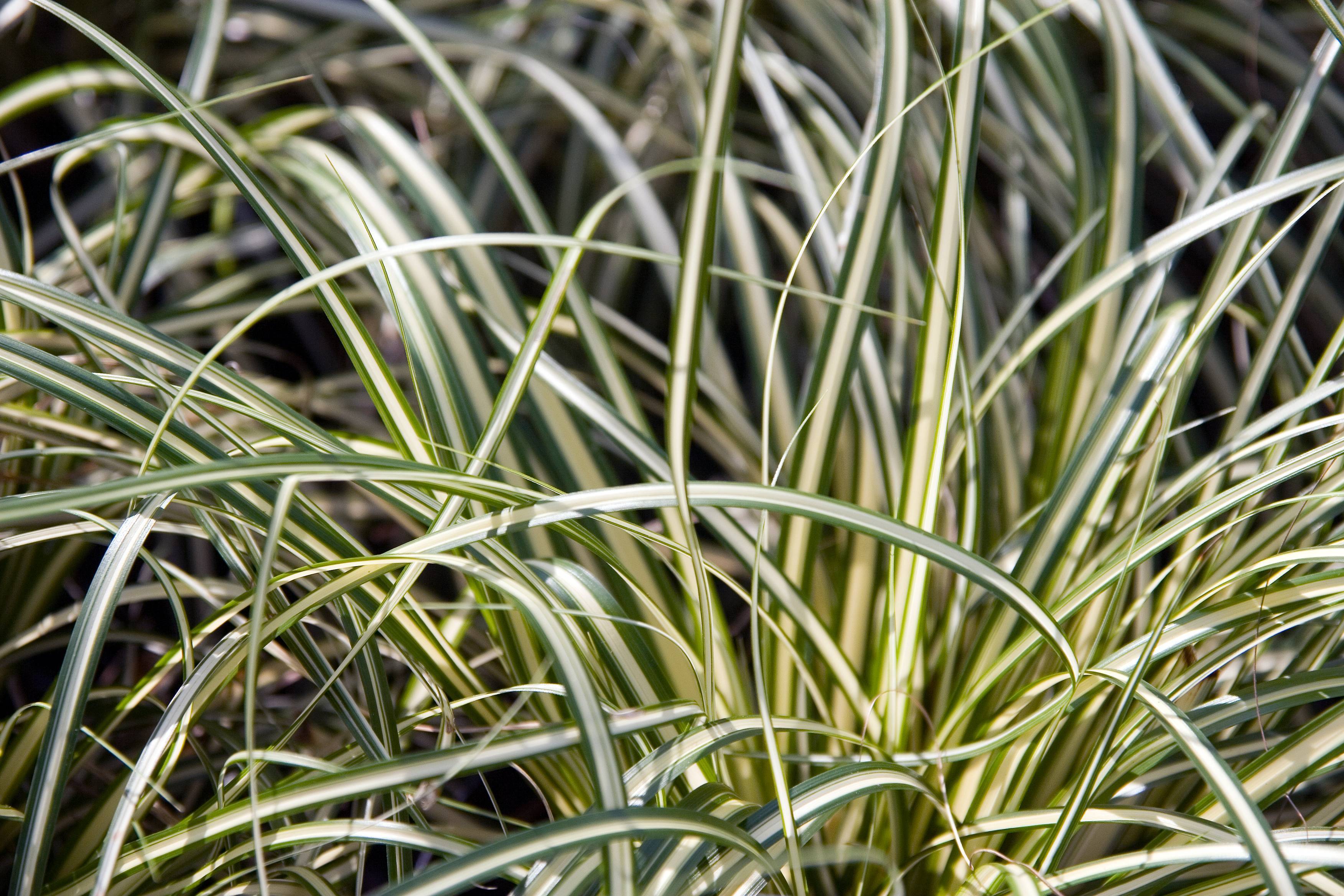Creamy-green striped leaves arranged in clumps.