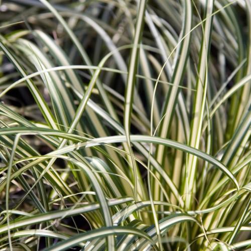Yellow-green leaves.