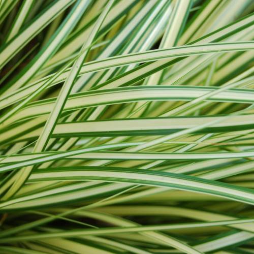 Creamy-green leaves