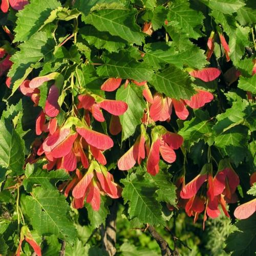 red-green leaves with brown-green stems