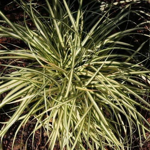 Creamy-green leaves.