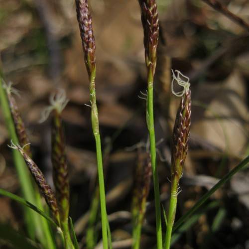 Green leaves and green-brown flowers on green stems.