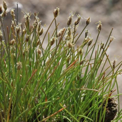 Brown spikelet with beige anthers, white hair
and green-brown stems.