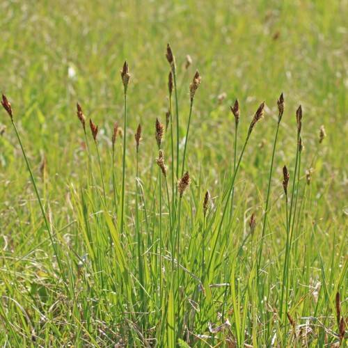 Green leaves with green stem with brown seedheads.