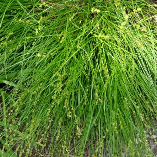 Yellow-lime spikelet, green leaves.