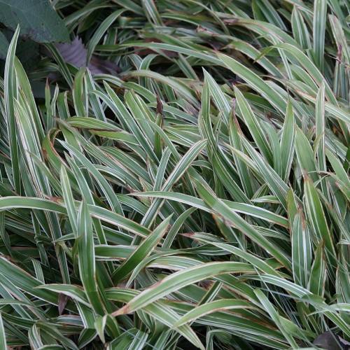 white-green leaves