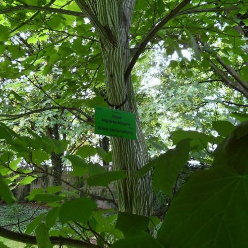 A brown-green-white trunk, with multiple brown-green-white branches and green stems filled with green leaves.