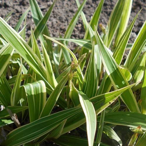 yellow-green leaves