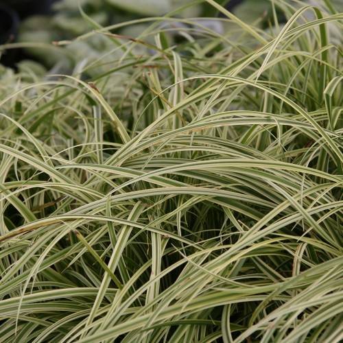 cream-green leaves.