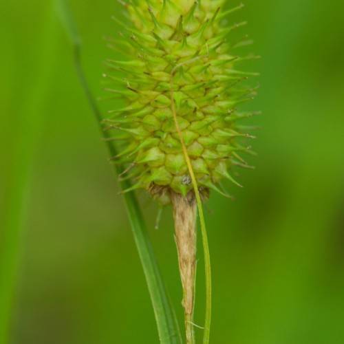 Green stem and green seedhead with green leaves