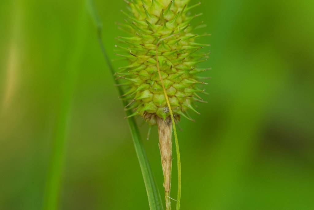 Green stem and green seedhead with green leaves