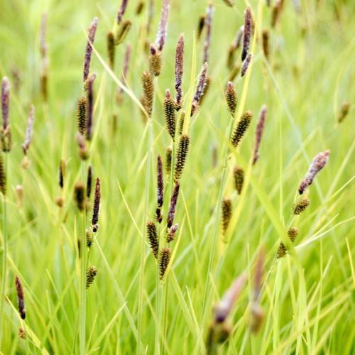 Green leaves and green stem and brown seedhead.