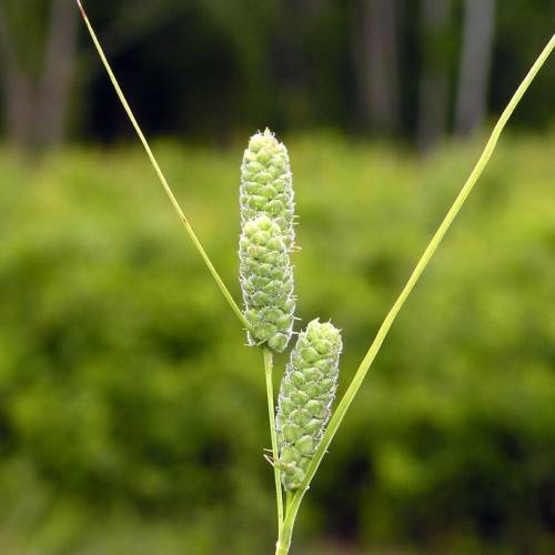 Green seedhead and green stem