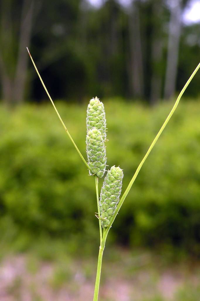 Green seedhead and green stem